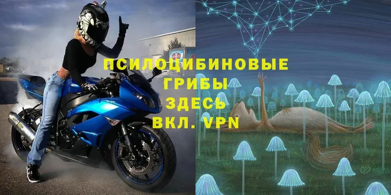 Псилоцибиновые грибы Psilocybe  Волчанск 